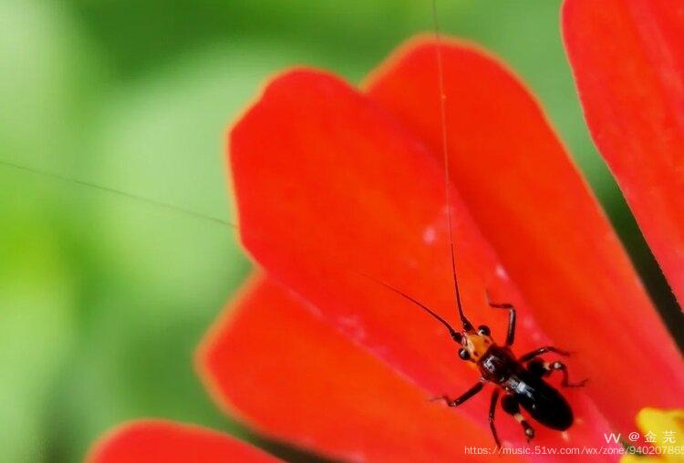 首发悦鸣草螽若虫