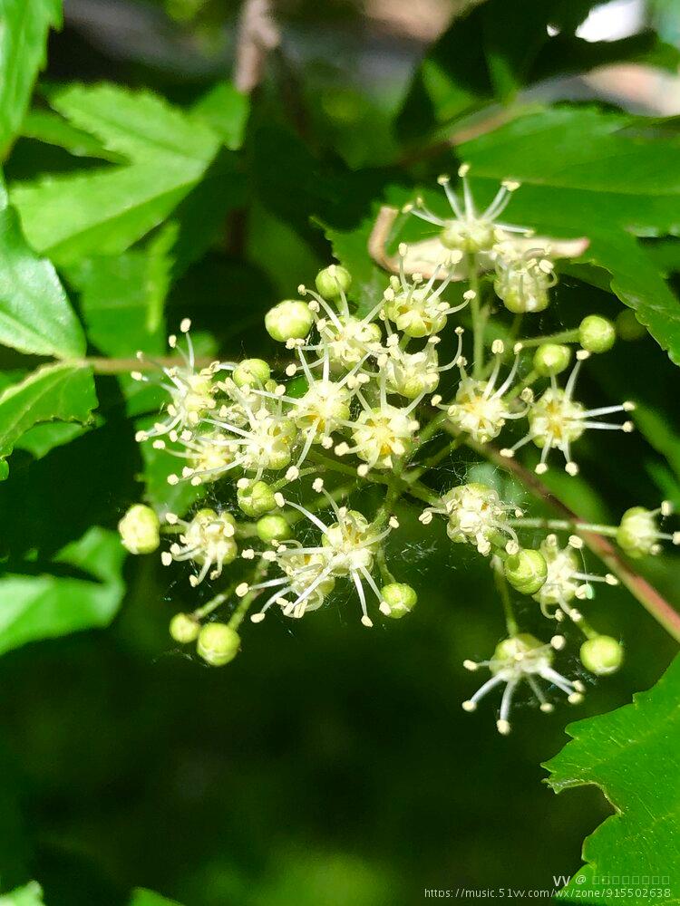 茶条槭花开vv首发