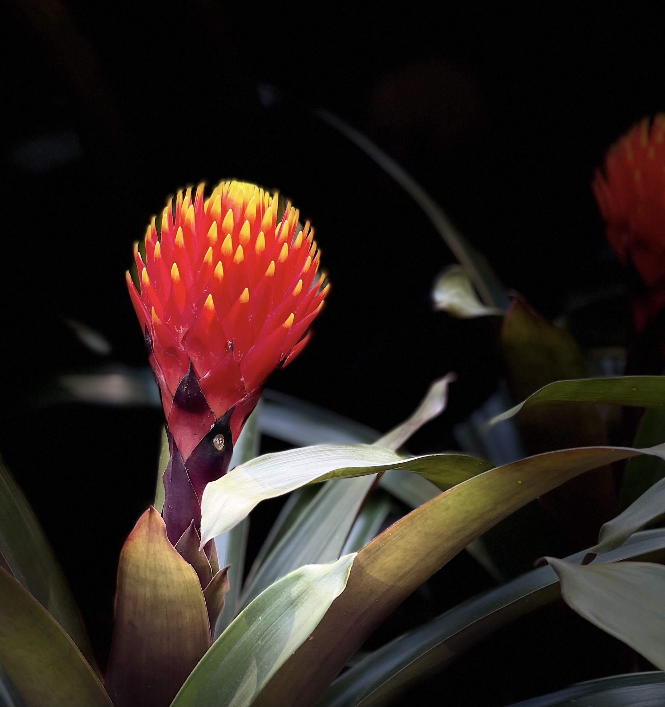 【原创首发】大米头果子蔓