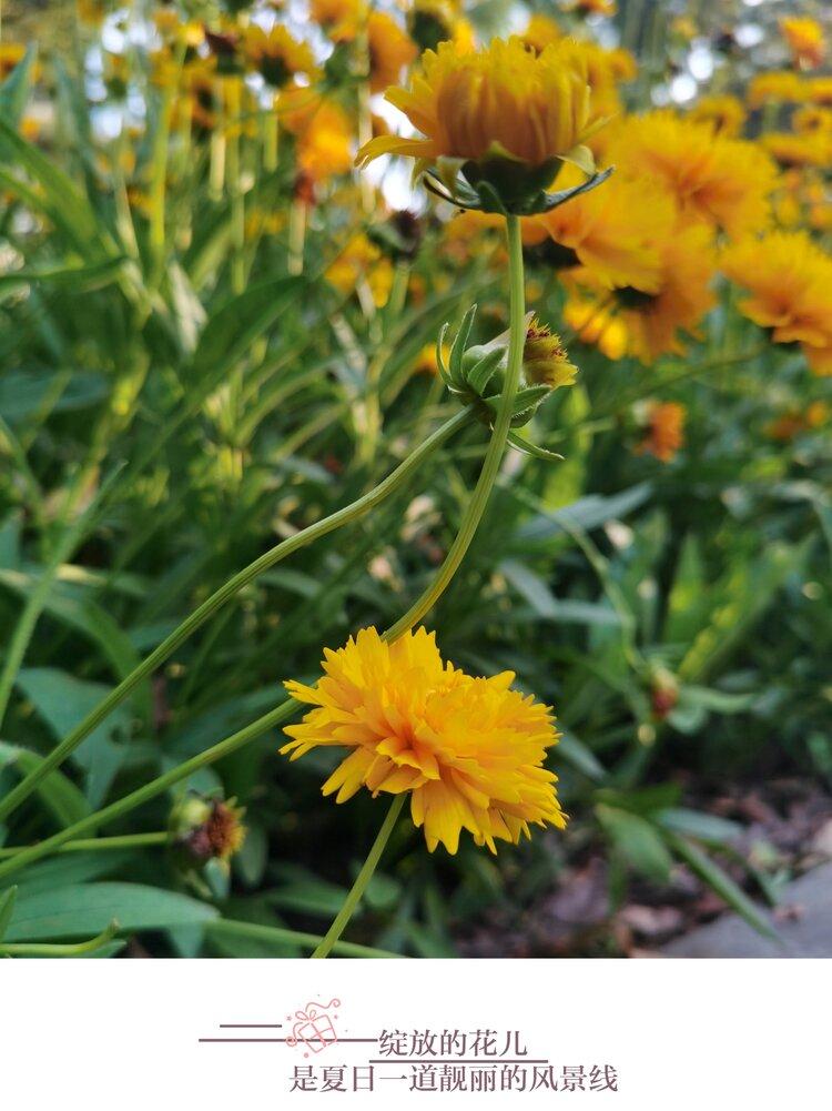 重瓣金鸡菊2原创首发