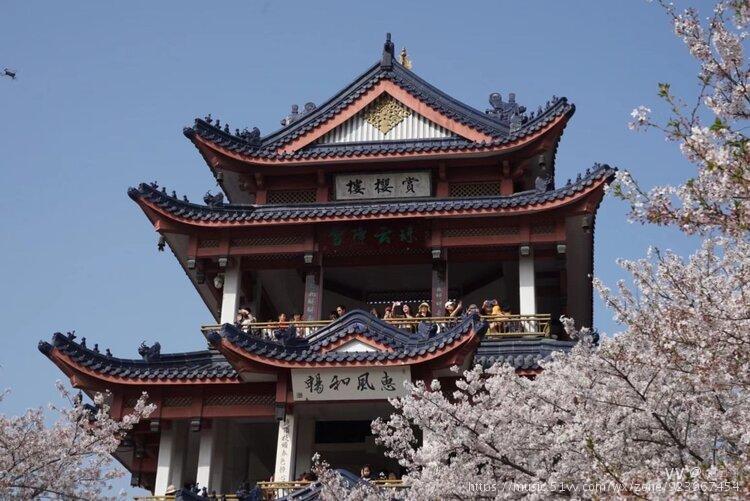 无锡鼋头渚风景区赏樱