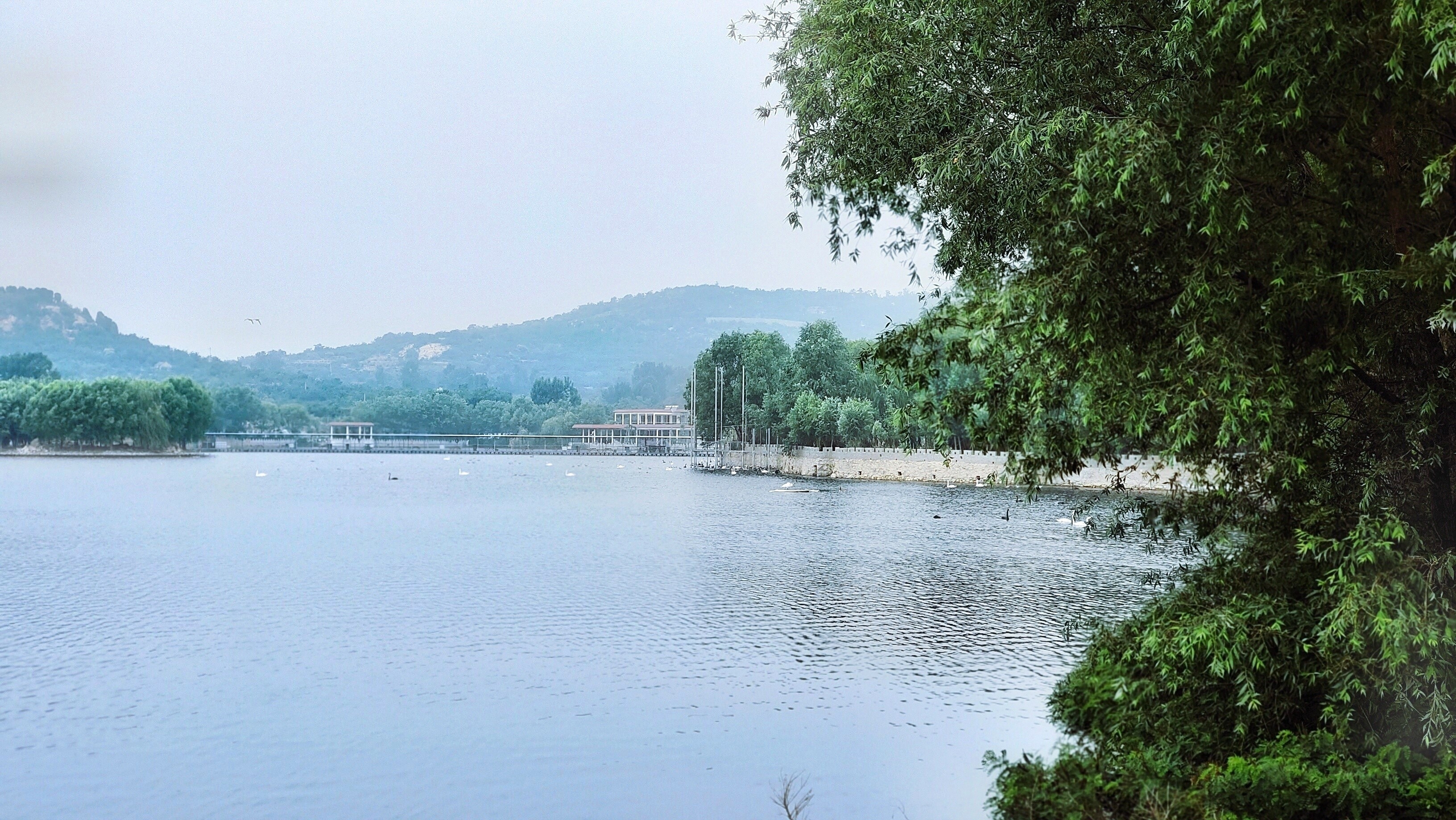 泰安景区天鹅湖图片