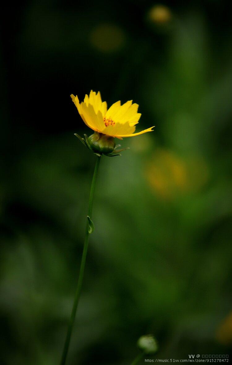 金鸡菊花语:竞争心以及上进心.