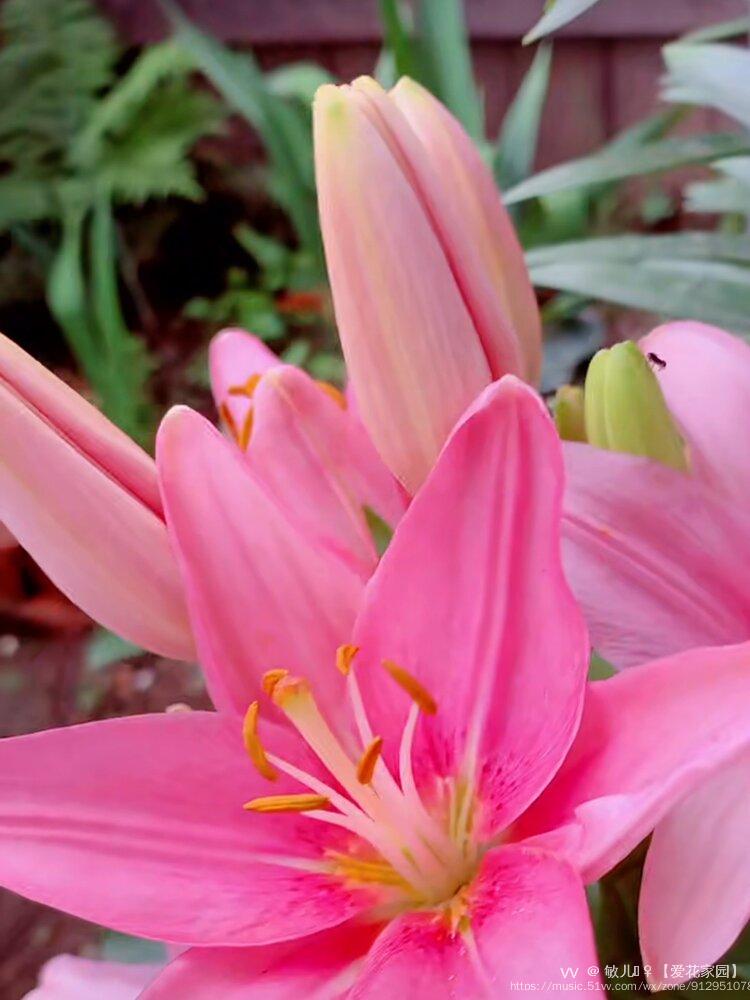 首发粉色百合花