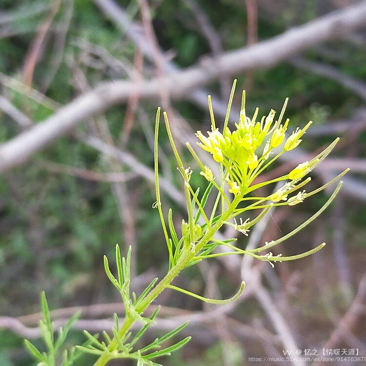 微距下的草尖摄影首发