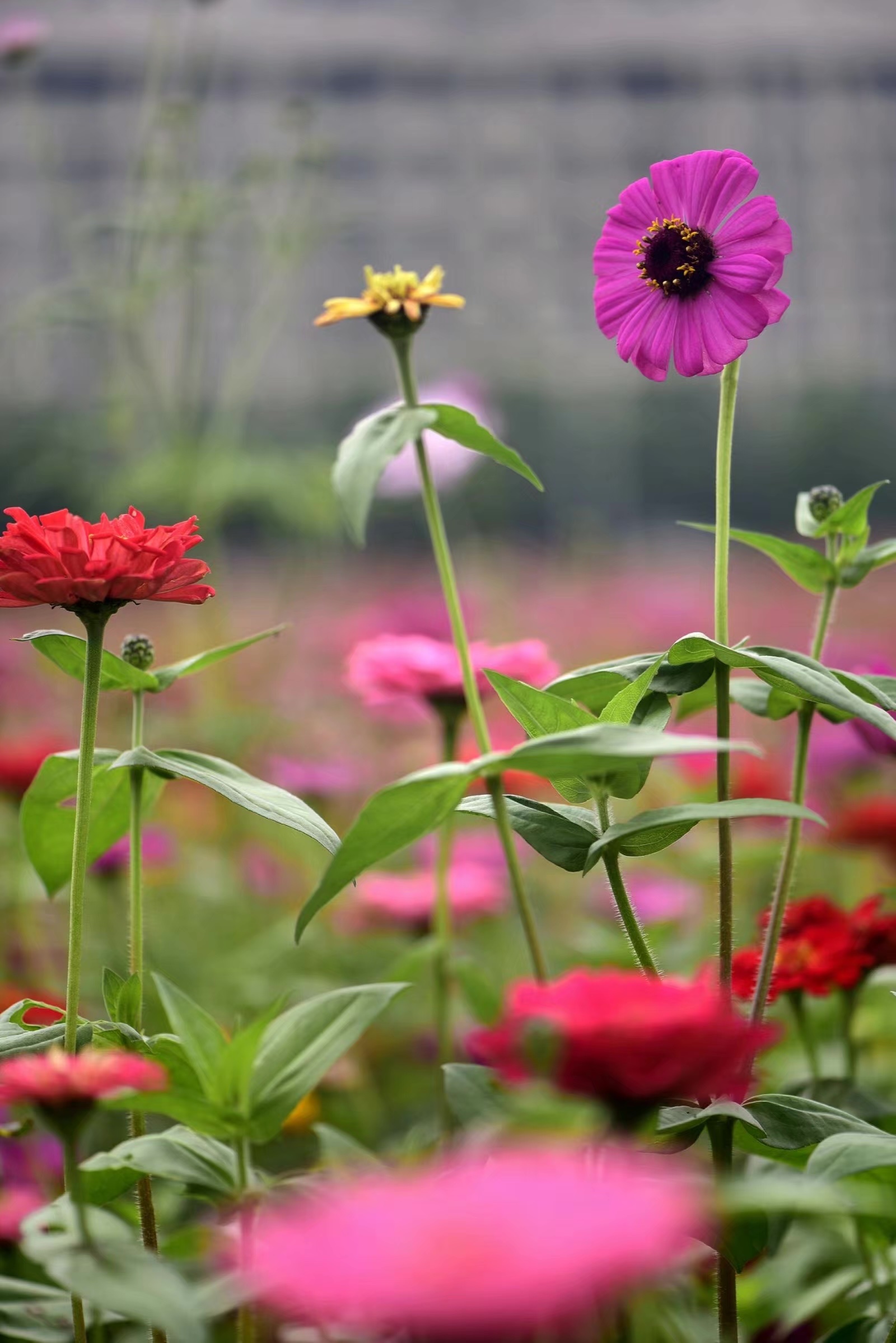 【首发】色彩亮丽百日菊