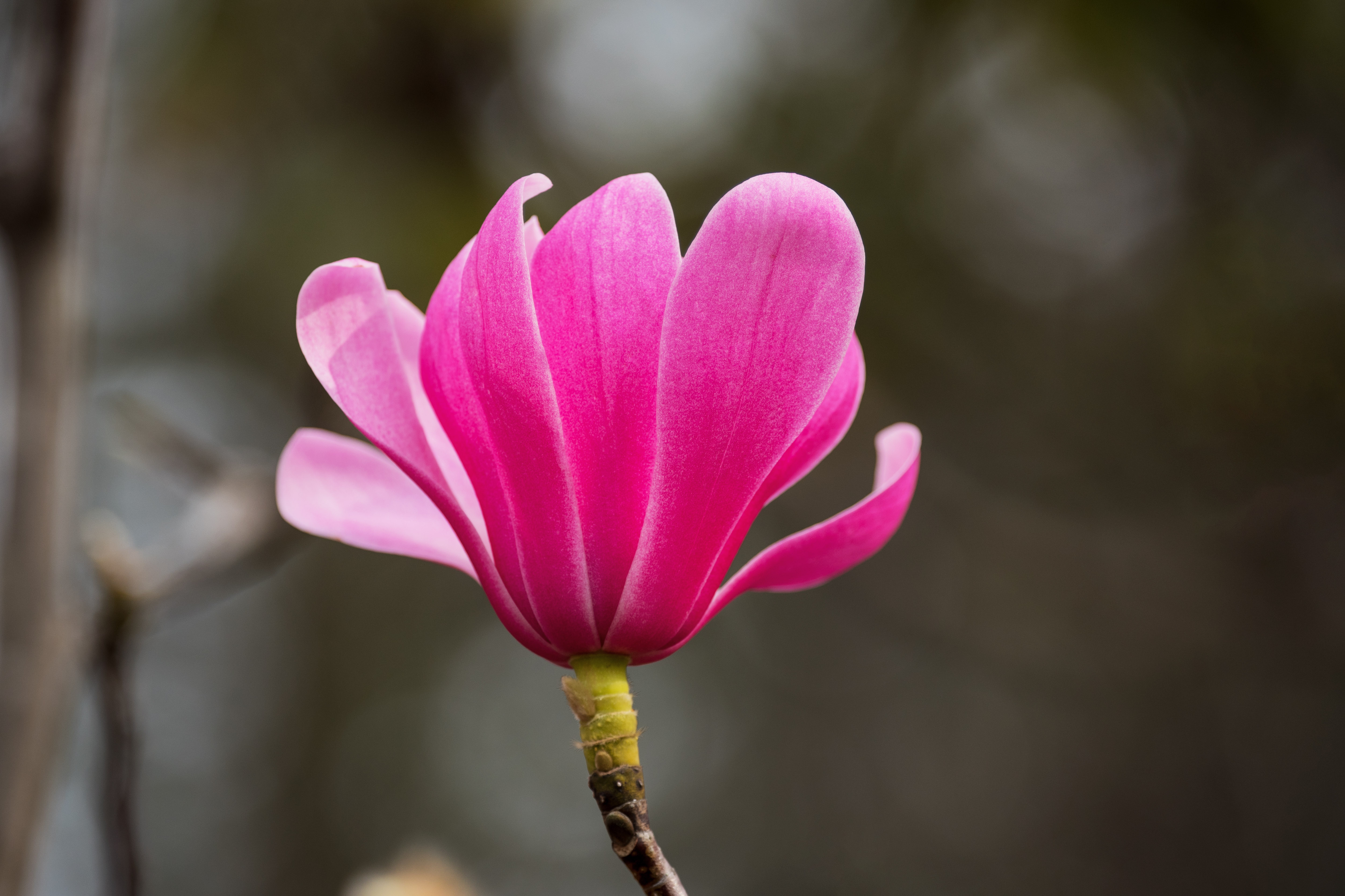 (首发)特红武当玉兰