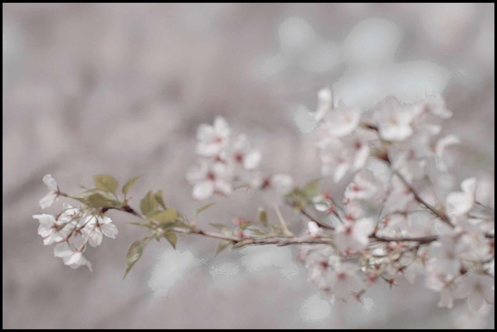 樱花雪