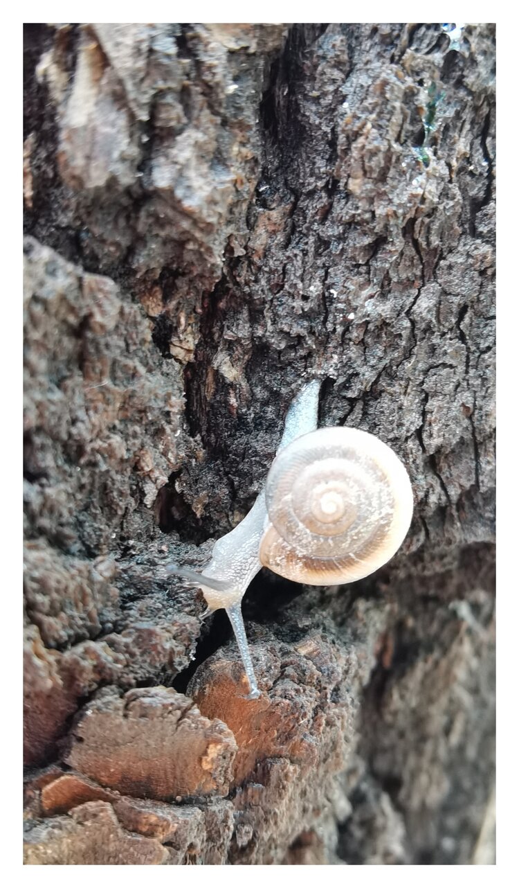 大自然中的小蜗牛2首发