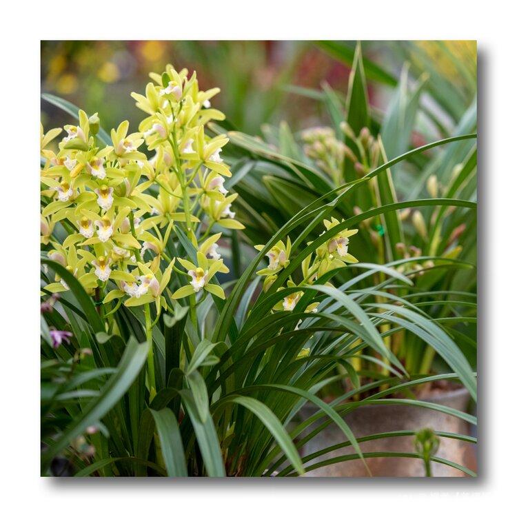 用镜头寻找美兰花