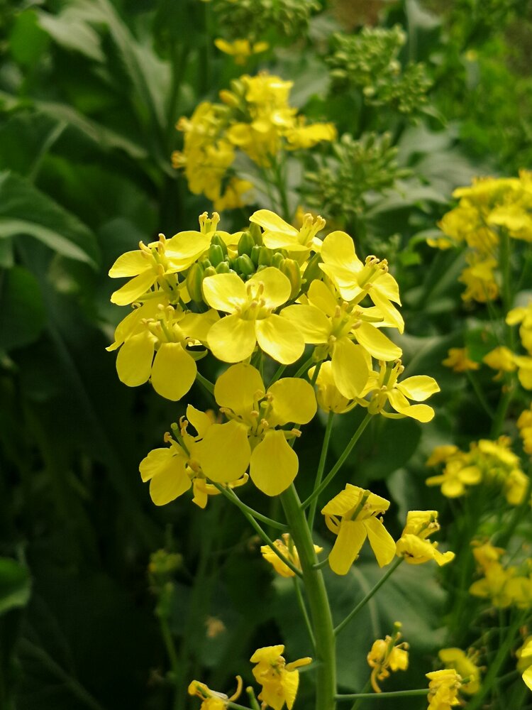 芸苔花开原创首发