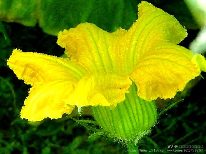 首发南瓜冬瓜西葫芦花