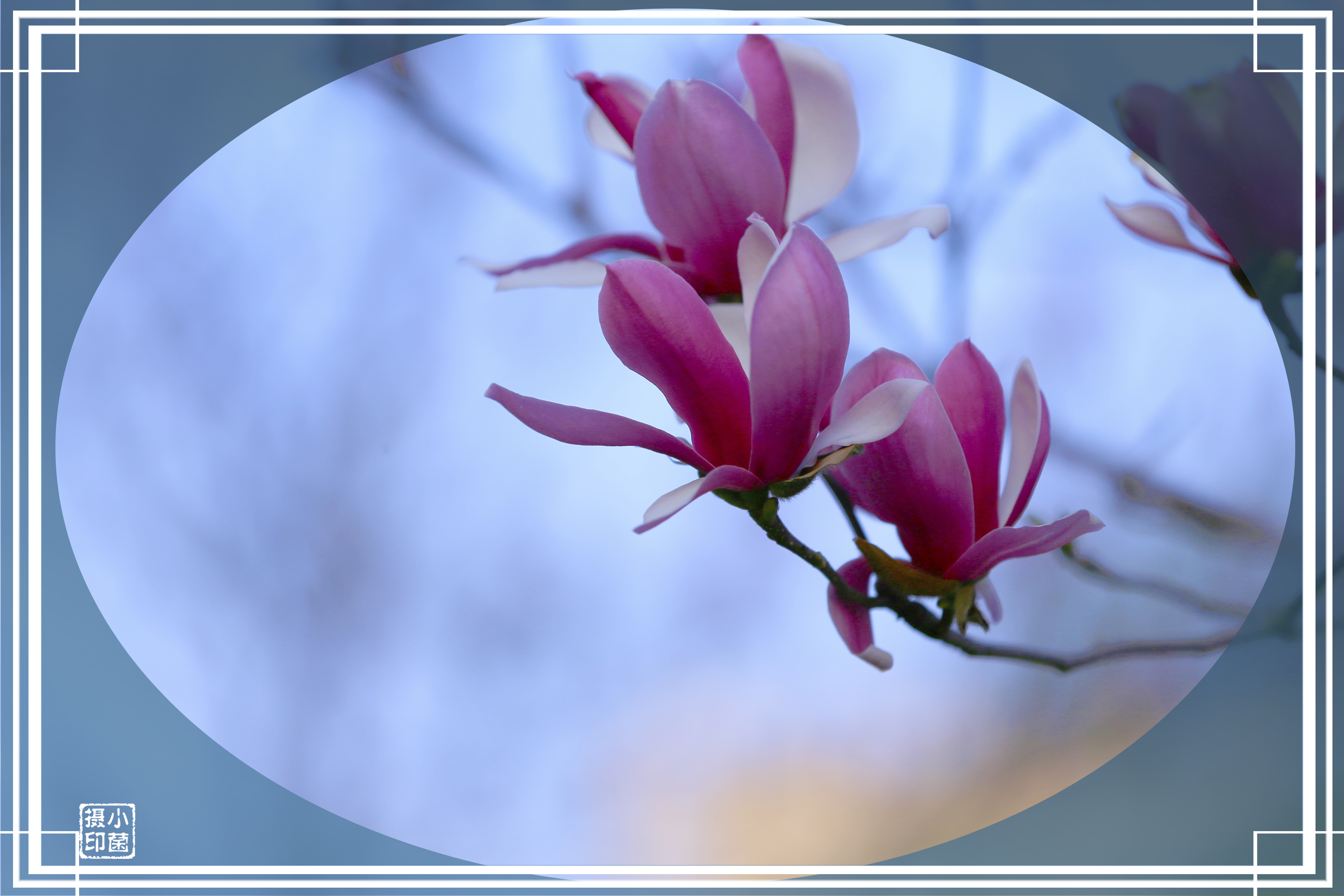 【首发】玉兰花