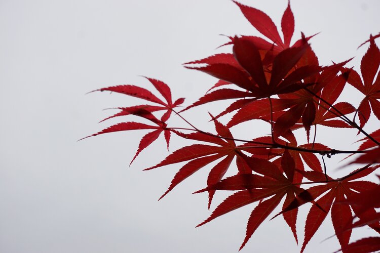 首发原创柳叶枫红似火