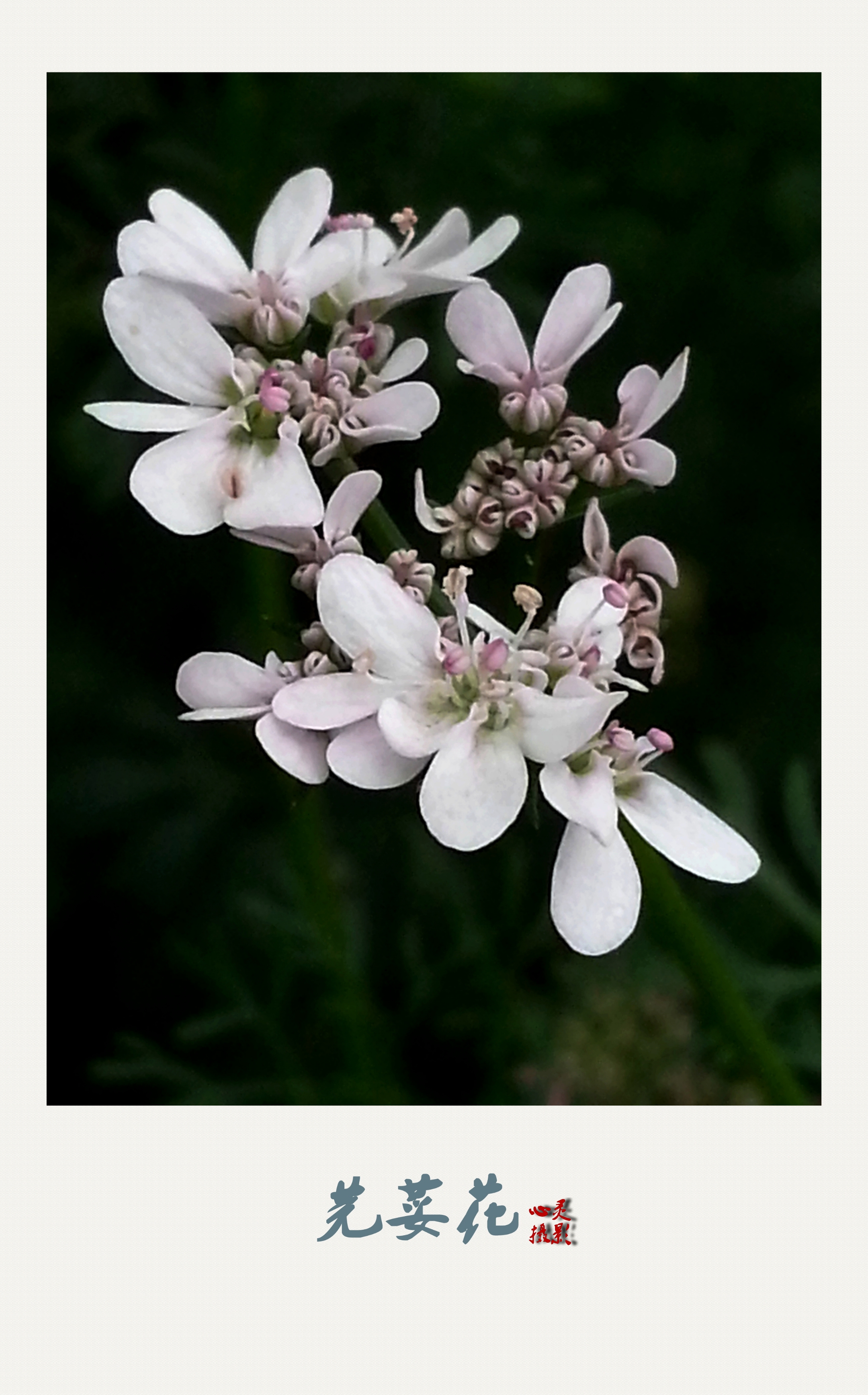 【首发】芳香的芫荽花
