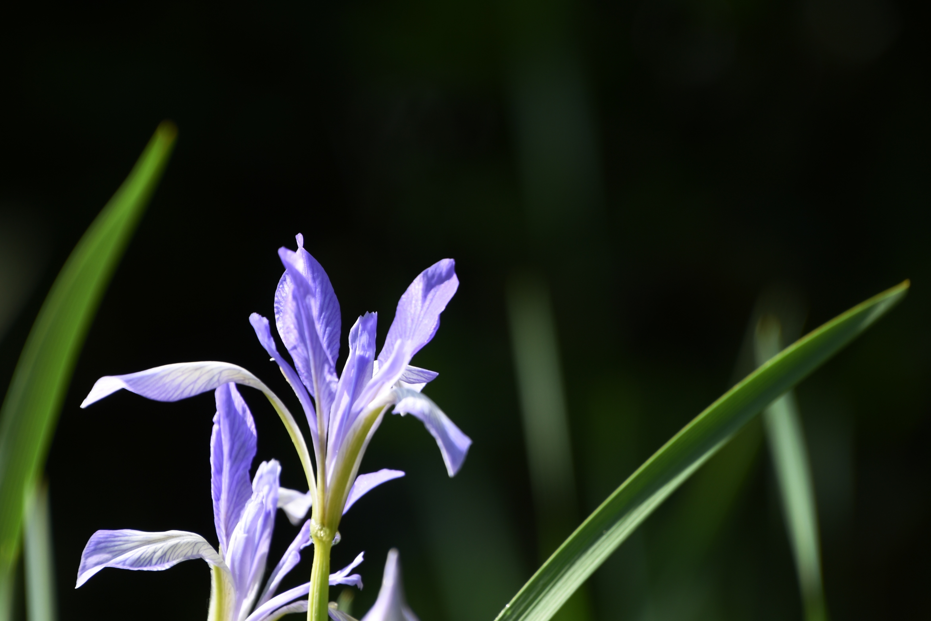 【首发】那一天,我遇到了马兰花