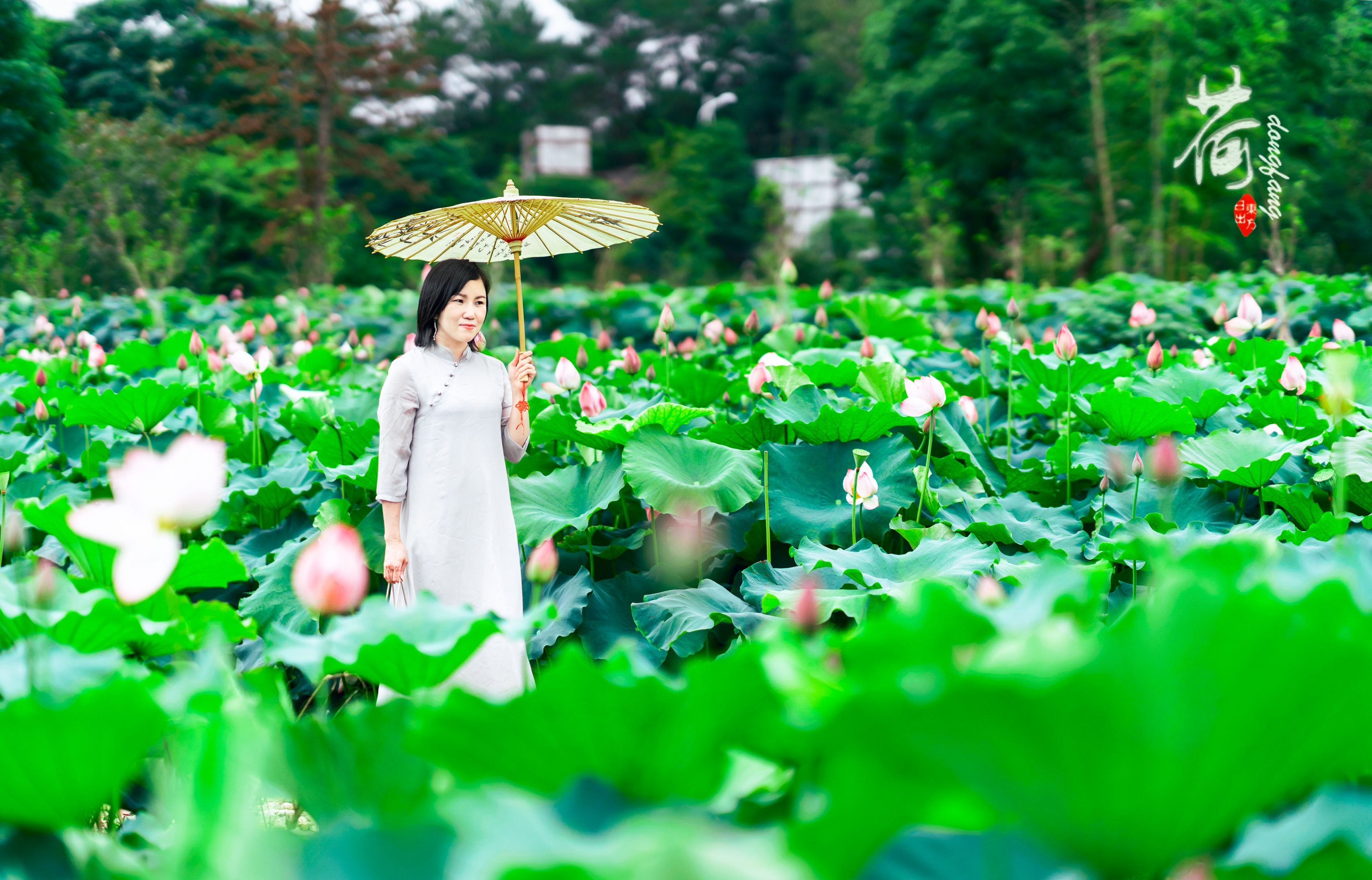 夏荷飘香