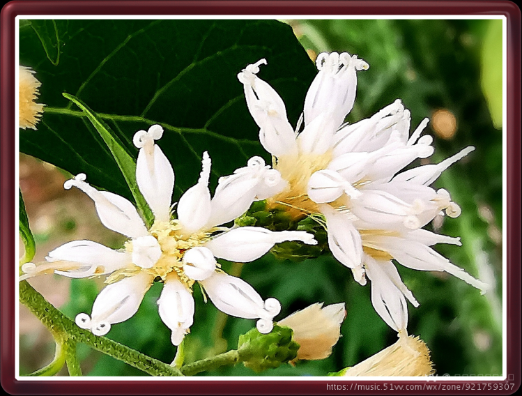 首发扁桃斑鸠菊将军叶