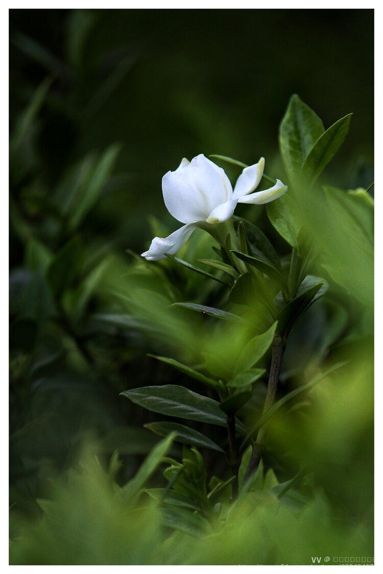 白色精灵栀子花