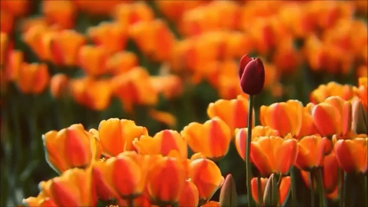 首发最美郁金香