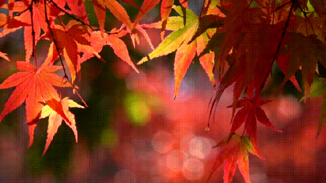 带一枚枫叶回家