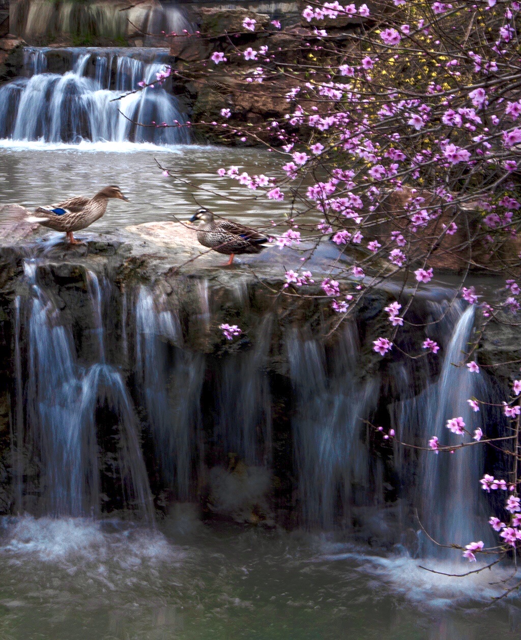 桃花潭水鸭先知