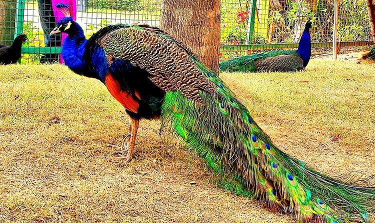 雍容大方,姿态优美,美丽端庄是一种吉祥高贵的珍禽鸟类,古称孔爵,孔鸟