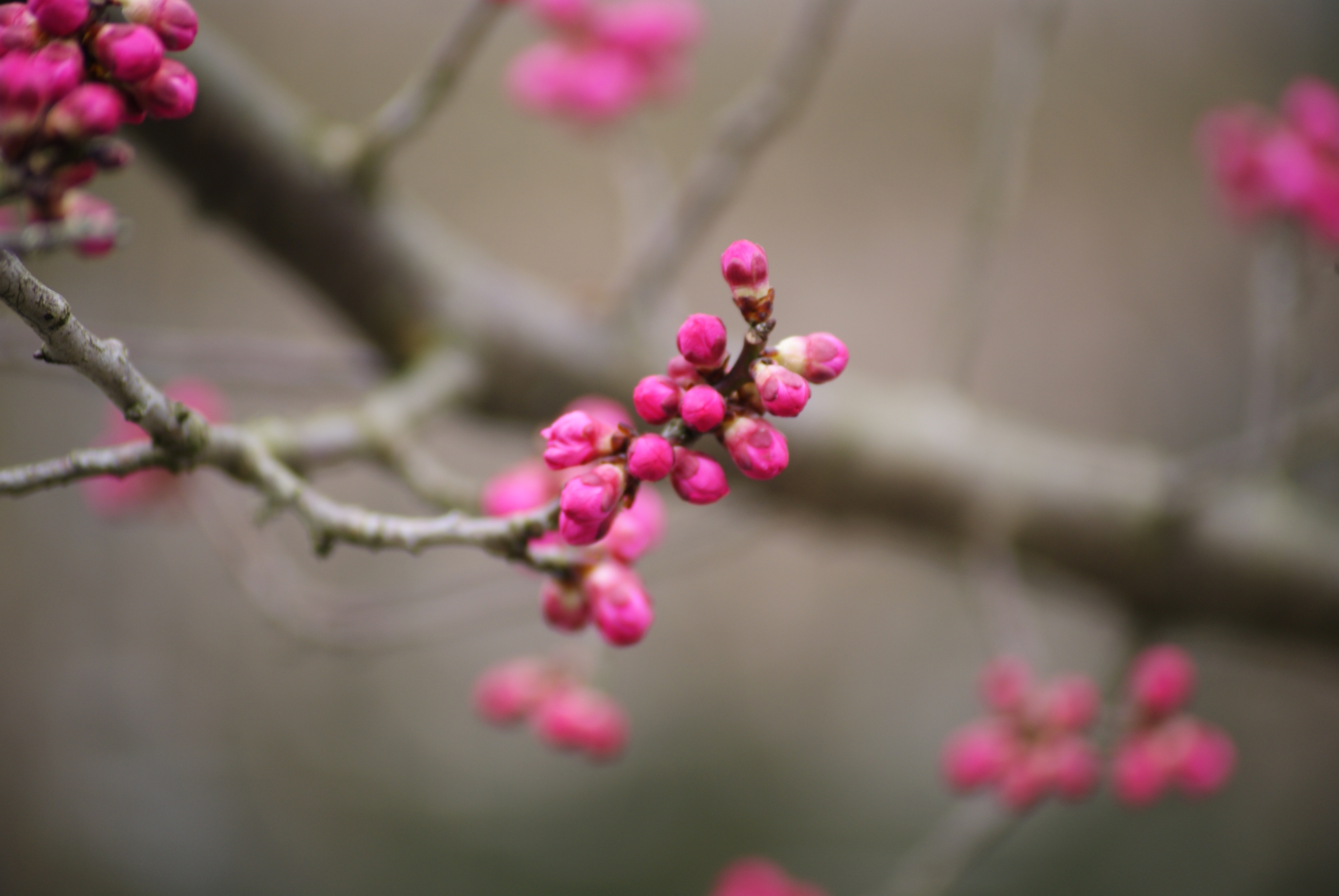 春天的花蕾