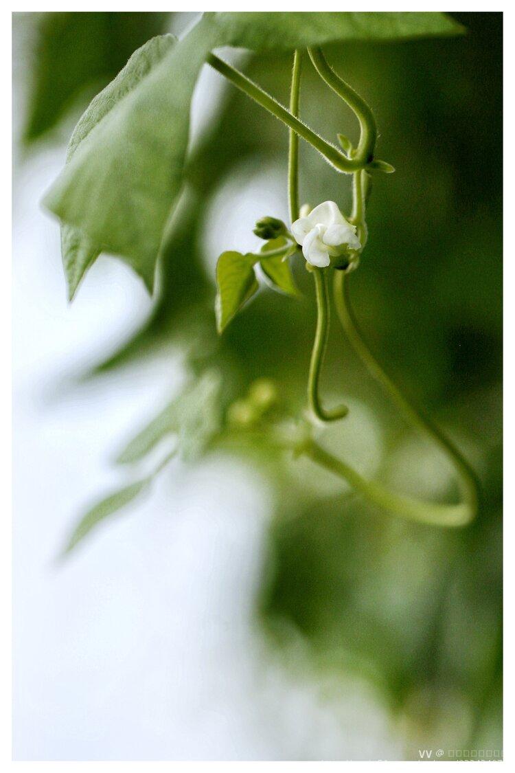 四季豆花开也优雅