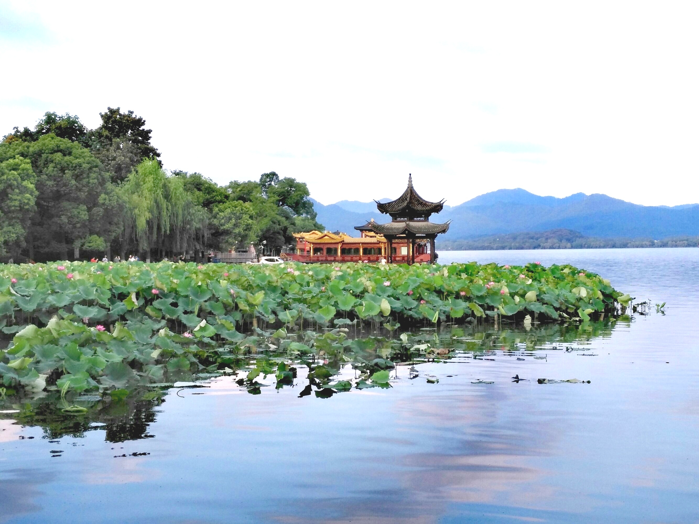 六月荷花相约西湖来【首发】