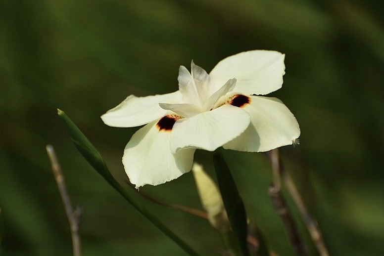 首发〕「春天的使者」.双色野鸢尾(三)