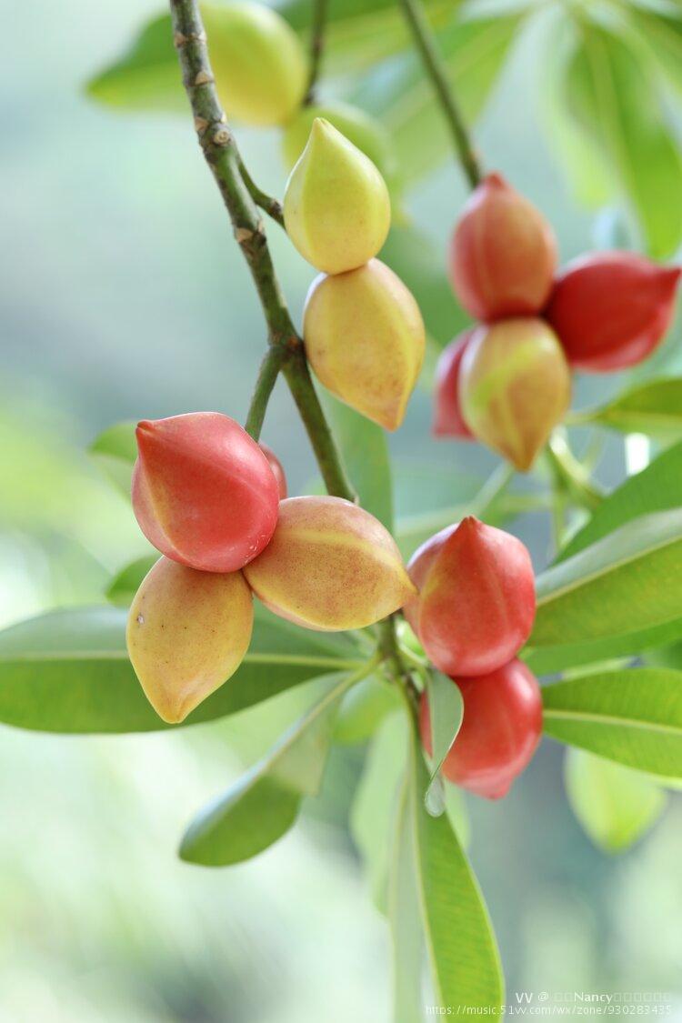 玫瑰木并非玫瑰花的枝干,玫瑰果亦并非是玫瑰花的果实,它是乔木植物