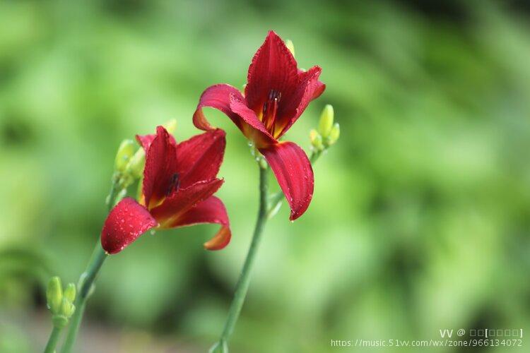 栽培历史,《博物志》中写道:"萱草,食之令人好欢乐,忘忧思,故曰忘忧草