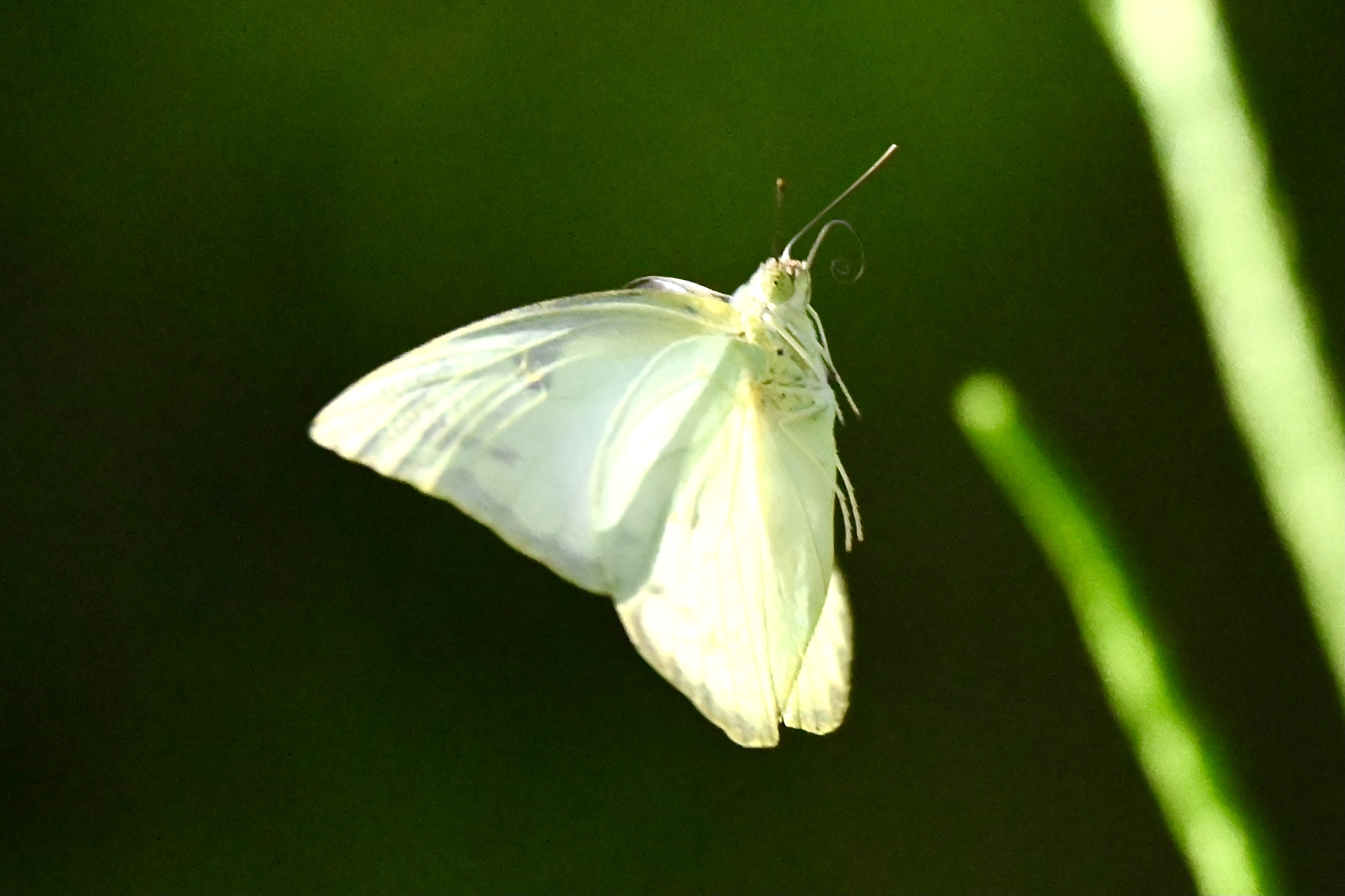 迁粉蝶〔首发〕
