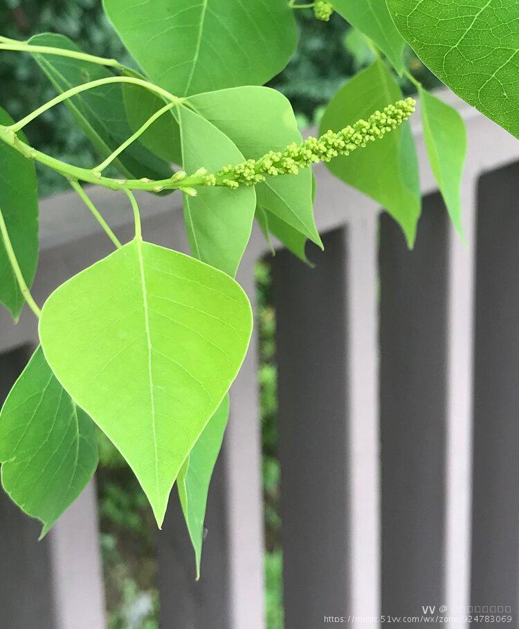 桥边乌桕花叶婆娑首发