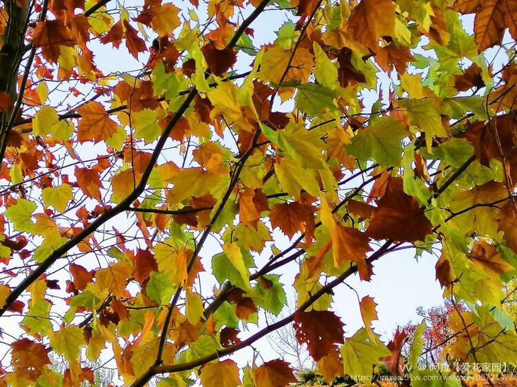 一枝梧叶多少秋声首发