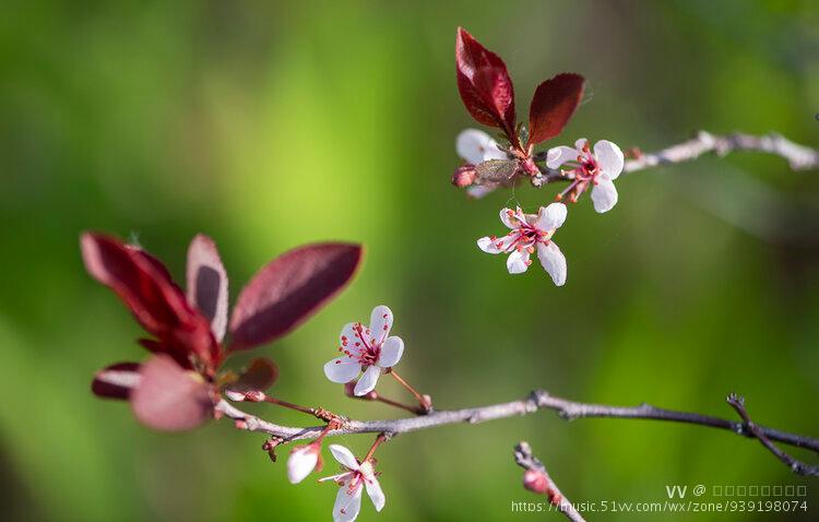矮樱花是樱花的一种.它有着非常美好的花语:热烈,纯洁,高尚.