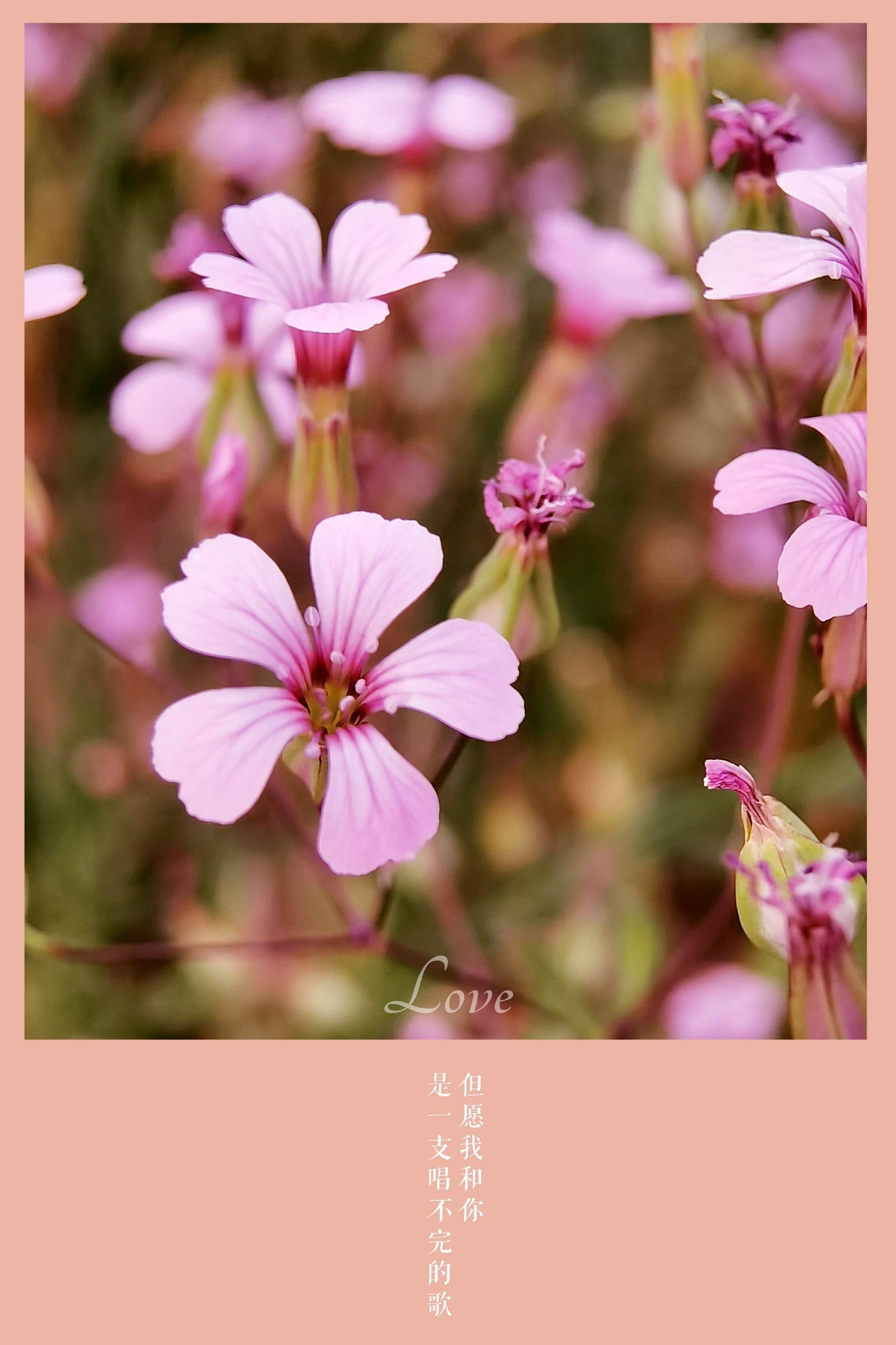 rauschert)是石竹科麥藍菜屬植物.