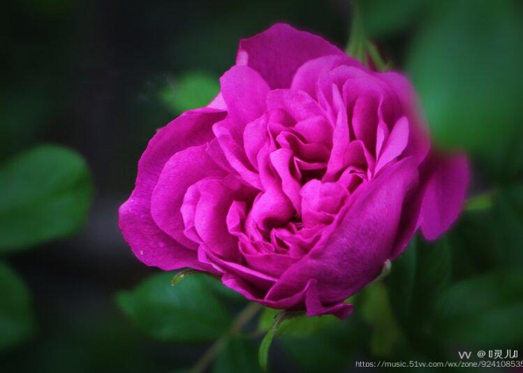 首发紫花重瓣玫瑰