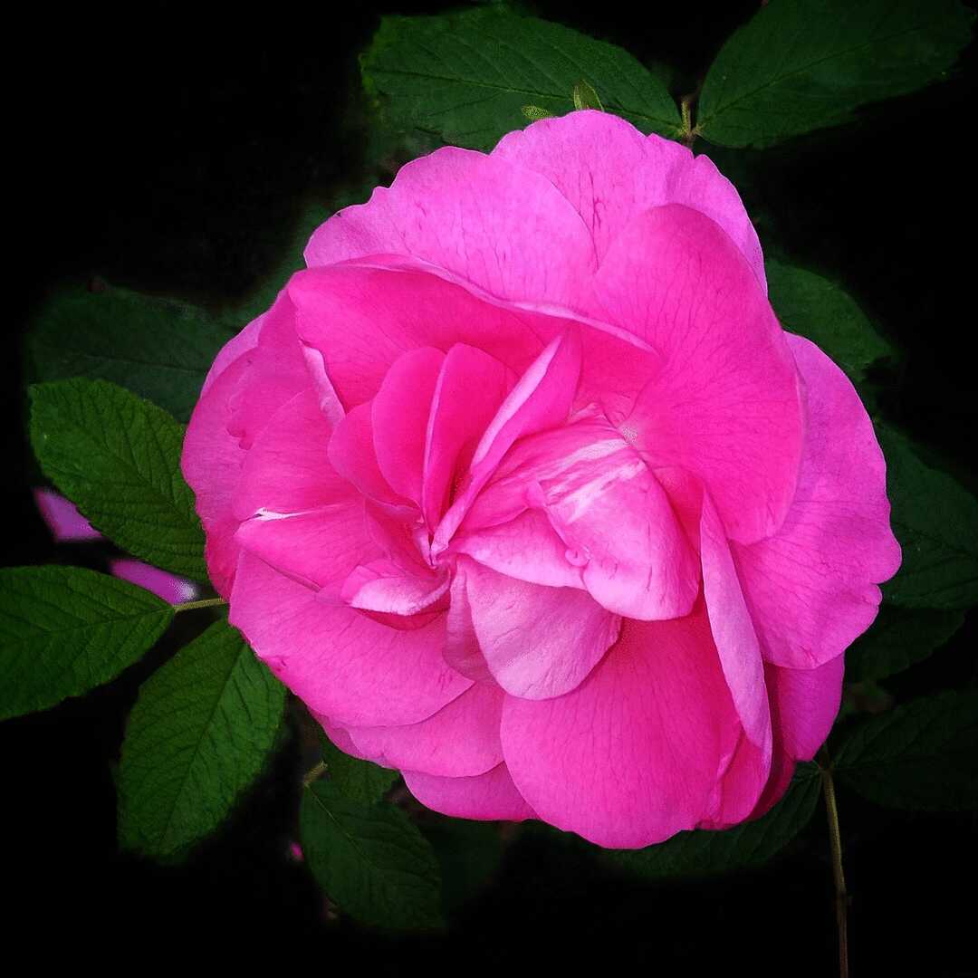 紫花重瓣玫瑰【首发】