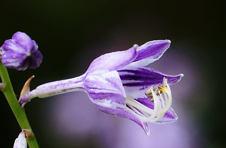 紫萼花开紫色浪漫