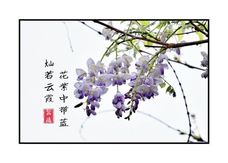 李白《紫藤树》密叶隐歌鸟,香风留美人.紫藤挂云木,花蔓宜阳春.