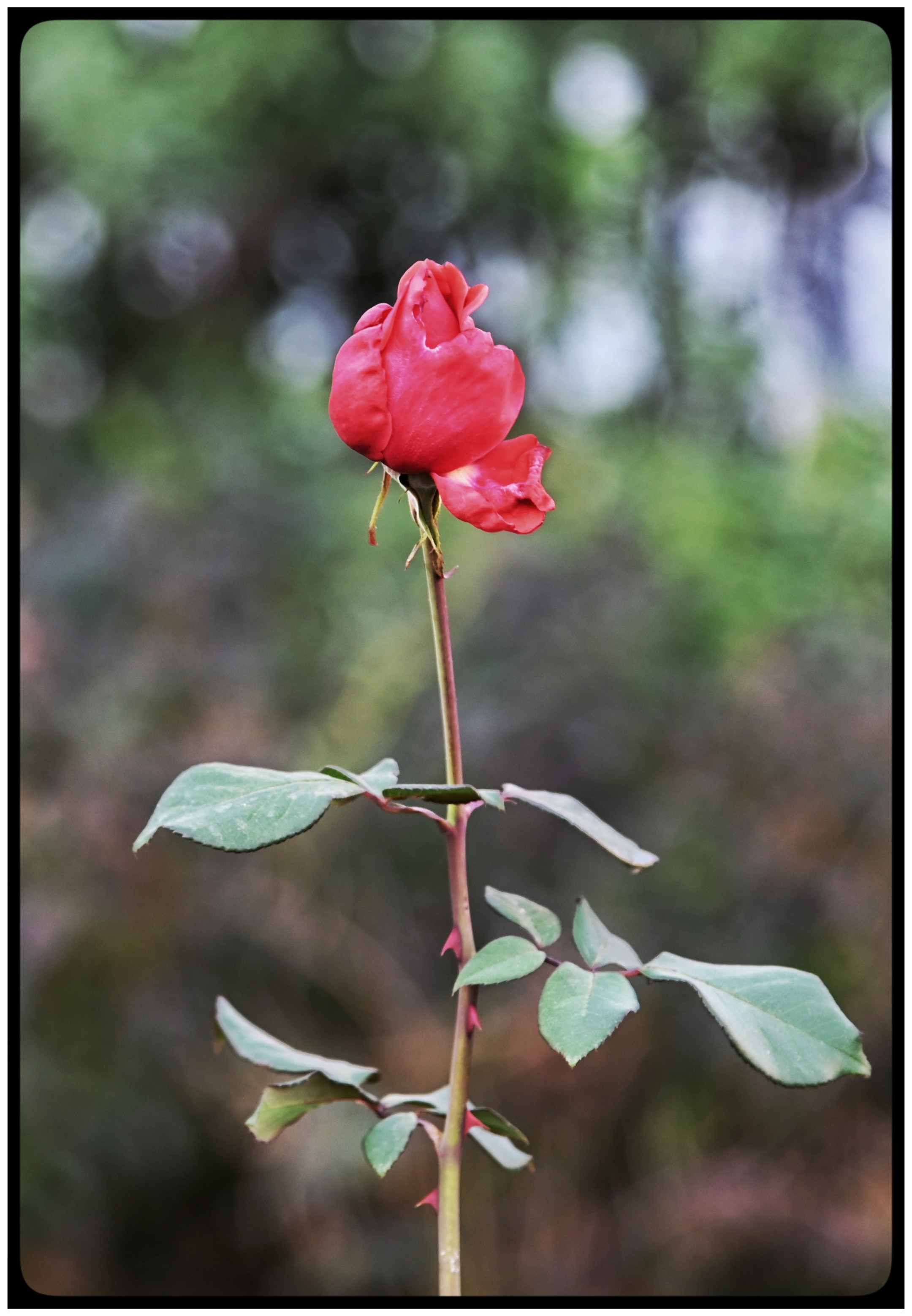 【首发】月季花蕊