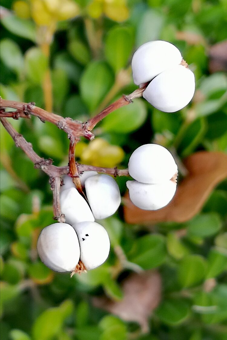 美丽的白饭树摄影原创首发