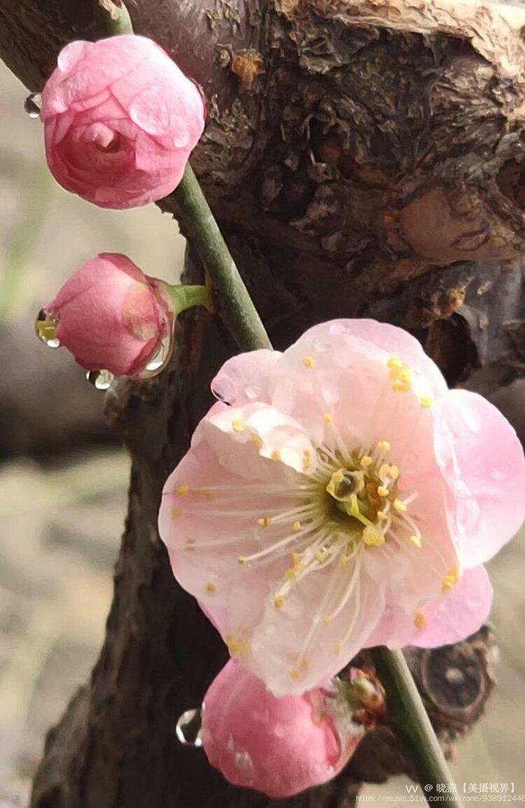明城墙雨后梅花