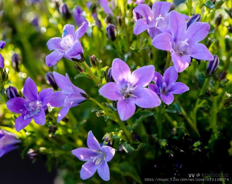 一朵浪漫的小花61风铃草首发