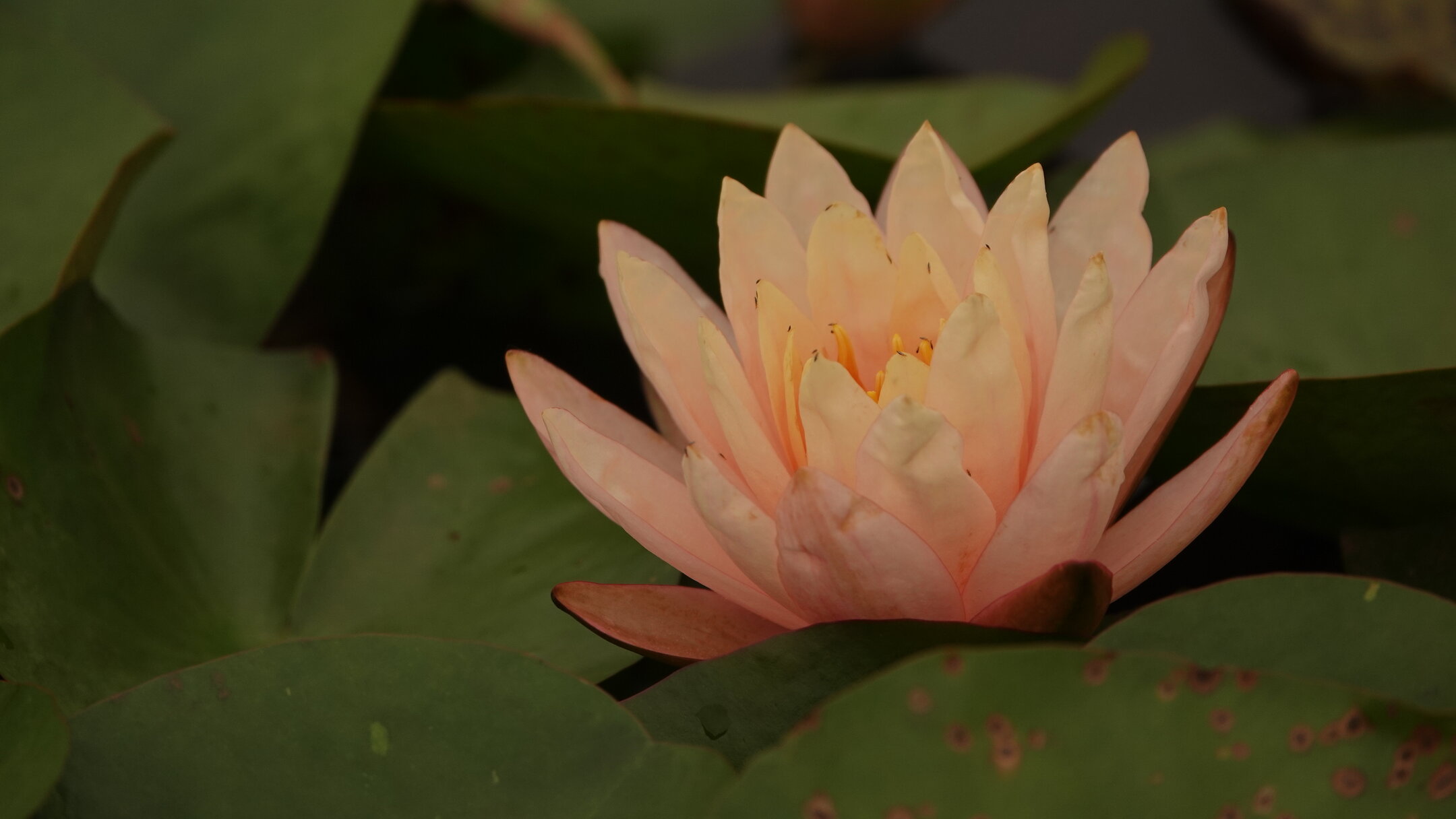 【首发】粉睡莲