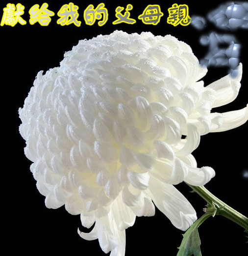《怀念何止在清明 》作者及编配:琥珀 诵读:似水流年