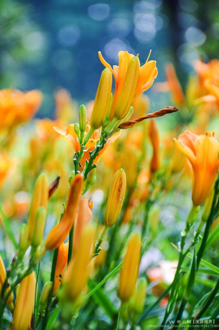 忘忧萱草花首发