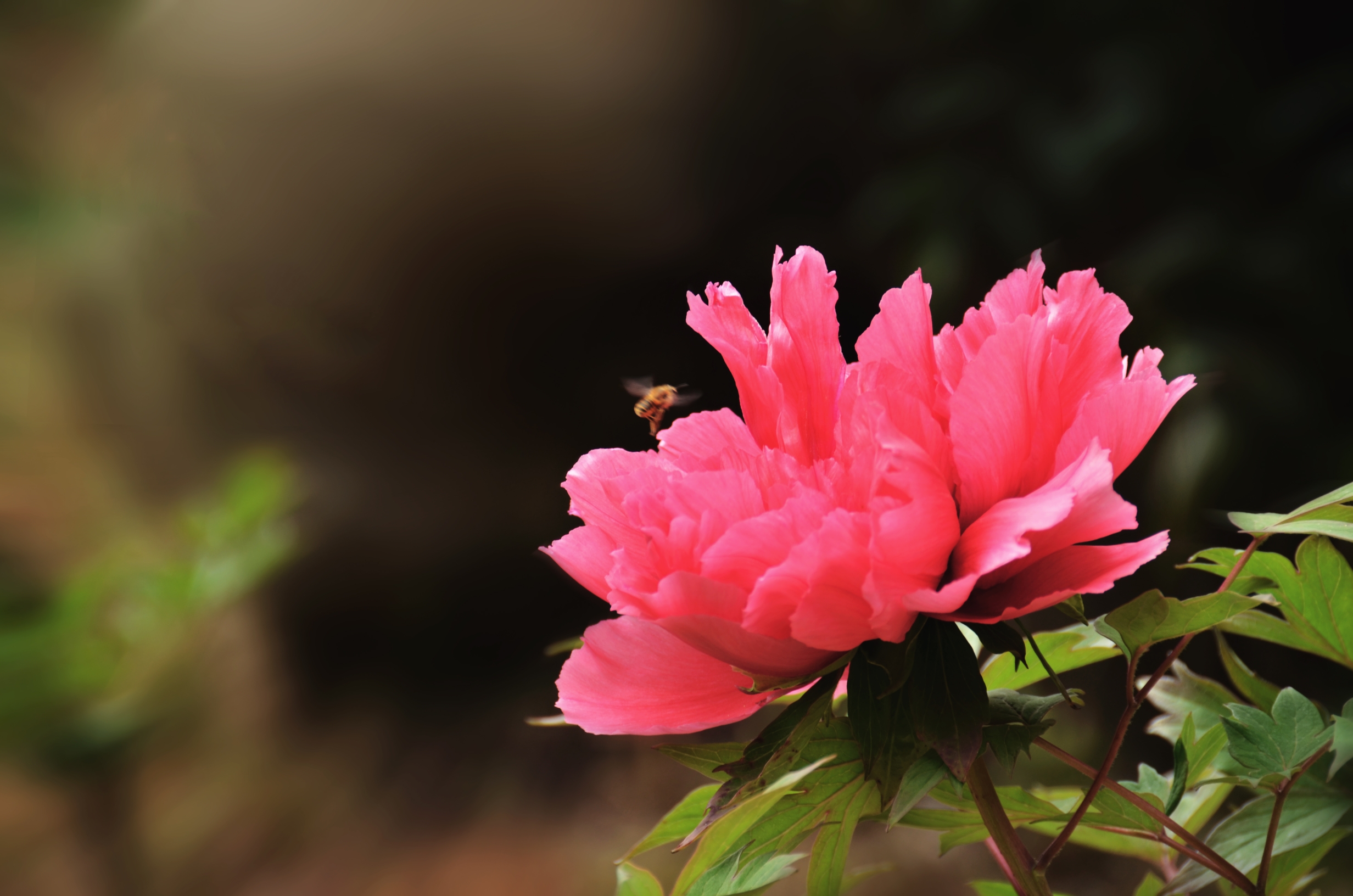 (首发)百花王牡丹